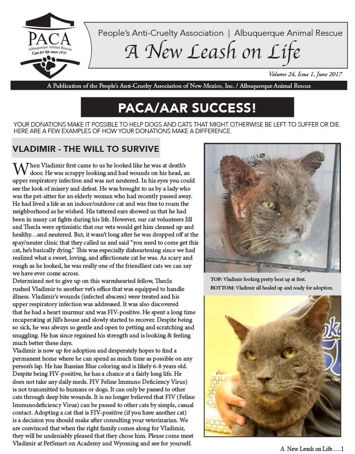 Read about Vladimir - a beautiful blue cat who earned a new leash on life.
