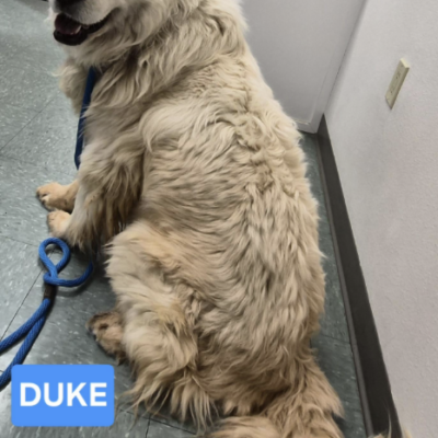 Duke