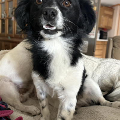 Toby