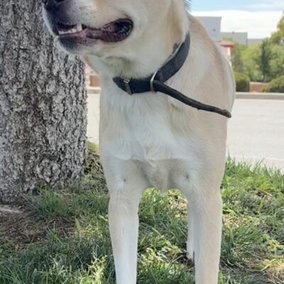 Junior