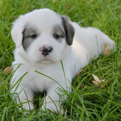 Big Bang Puppies