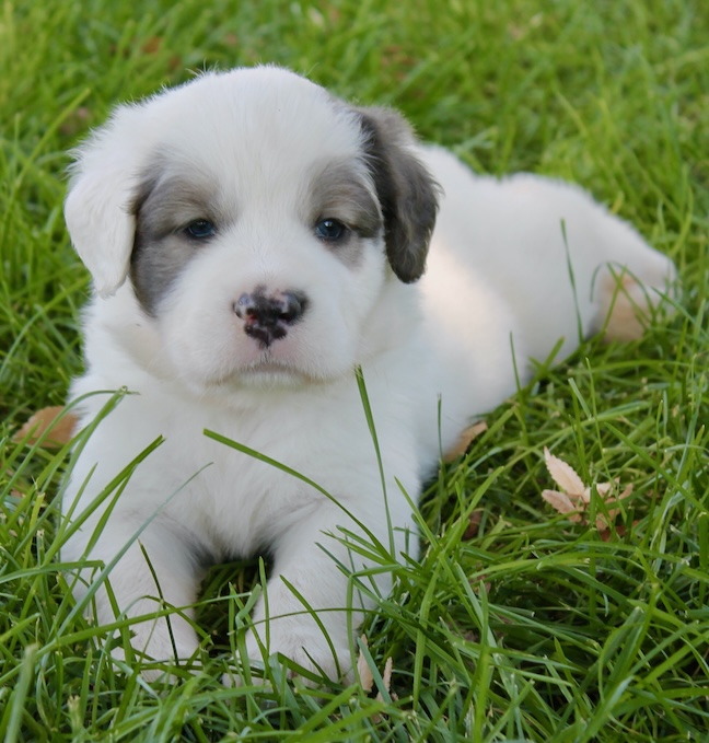 PACA-Sheldon-puppy - 1